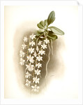 Angraecum articulatum by F. Sander