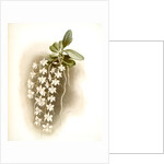 Angraecum articulatum by F. Sander