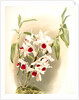 Dendrobium leechianum by F. Sander
