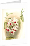 Dendrobium leechianum by F. Sander