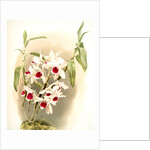 Dendrobium leechianum by F. Sander