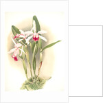 Laelia elegans schilleriana by F. Sander