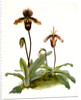 Cypripedium (hybridum) pollettianum; Cypripedium (hybridum) maynardii by F. Sander