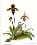 Cypripedium (hybridum) pollettianum; Cypripedium (hybridum) maynardii by F. Sander