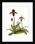 Cypripedium (hybridum) pollettianum; Cypripedium (hybridum) maynardii by F. Sander