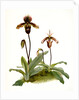 Cypripedium (hybridum) pollettianum; Cypripedium (hybridum) maynardii by F. Sander