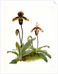 Cypripedium (hybridum) pollettianum; Cypripedium (hybridum) maynardii by F. Sander
