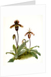 Cypripedium (hybridum) pollettianum; Cypripedium (hybridum) maynardii by F. Sander