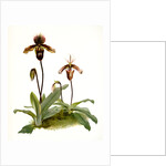 Cypripedium (hybridum) pollettianum; Cypripedium (hybridum) maynardii by F. Sander