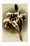 Laelia purpurata by F. Sander