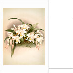 Coelogyne cristata maxima by F. Sander