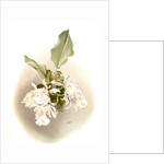 Trischopilia suavis alba by F. Sander