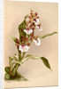 Zygopetalum crinitum by F. Sander