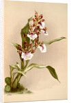 Zygopetalum crinitum by F. Sander