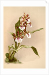 Zygopetalum crinitum by F. Sander