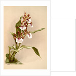 Zygopetalum crinitum by F. Sander