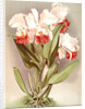 Cattleya Mendelli, Duke of Marlborough by F. Sander