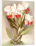 Cattleya Mendelli, Duke of Marlborough by F. Sander