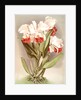 Cattleya Mendelli, Duke of Marlborough by F. Sander