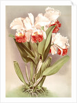 Cattleya Mendelli, Duke of Marlborough by F. Sander