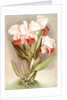 Cattleya Mendelli, Duke of Marlborough by F. Sander
