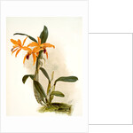 Laelio-cattleya (hybrida) phoebe by F. Sander