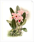 Cattleya Percivaliana by F. Sander
