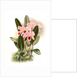 Cattleya Percivaliana by F. Sander