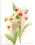 Phaius hybridus amabilis; phaius hybridus marthiae by F. Sander