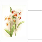 Phaius hybridus amabilis; phaius hybridus marthiae by F. Sander