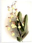 Oncidium splendidum by F. Sander