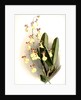 Oncidium splendidum by F. Sander