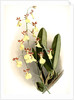 Oncidium splendidum by F. Sander