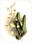 Oncidium splendidum by F. Sander