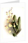 Oncidium splendidum by F. Sander