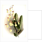 Oncidium splendidum by F. Sander