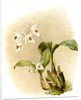Coelogyne sanderae by F. Sander