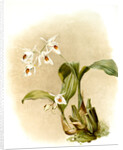 Coelogyne sanderae by F. Sander