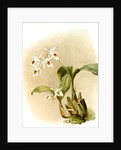 Coelogyne sanderae by F. Sander