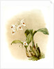 Coelogyne sanderae by F. Sander