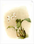 Coelogyne sanderae by F. Sander