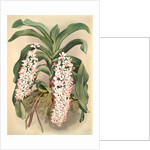 Saccolabium giganteum by F. Sander