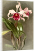 Cattleya (hybrida) arnoldiana by F. Sander