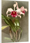 Cattleya (hybrida) arnoldiana by F. Sander