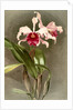 Cattleya (hybrida) arnoldiana by F. Sander