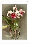 Cattleya (hybrida) arnoldiana by F. Sander
