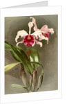 Cattleya (hybrida) arnoldiana by F. Sander