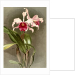 Cattleya (hybrida) arnoldiana by F. Sander