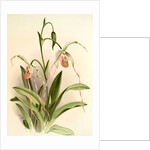 Selenipedium hybridum grande by F. Sander