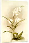 Laelia autumnalis alba by F. Sander
